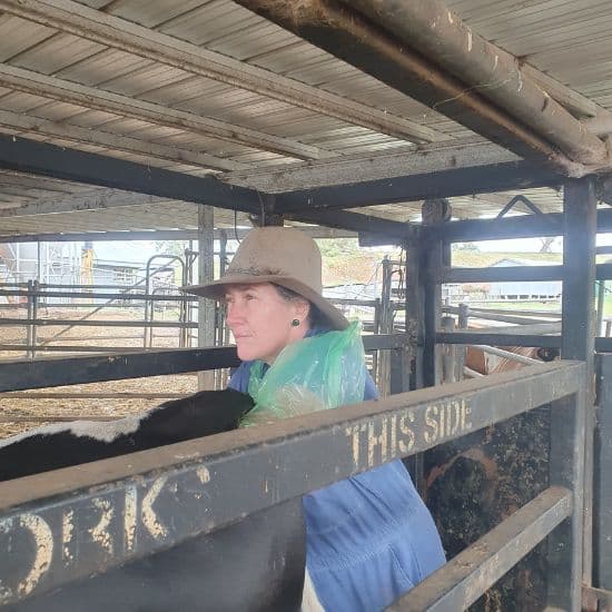 Vet megan conducing large animal veterinary services on a cow