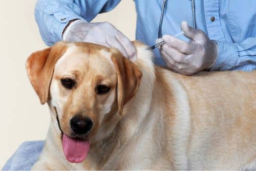Dog recieving mobile vaccination
